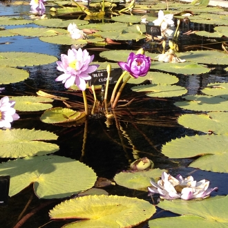 Lillypond